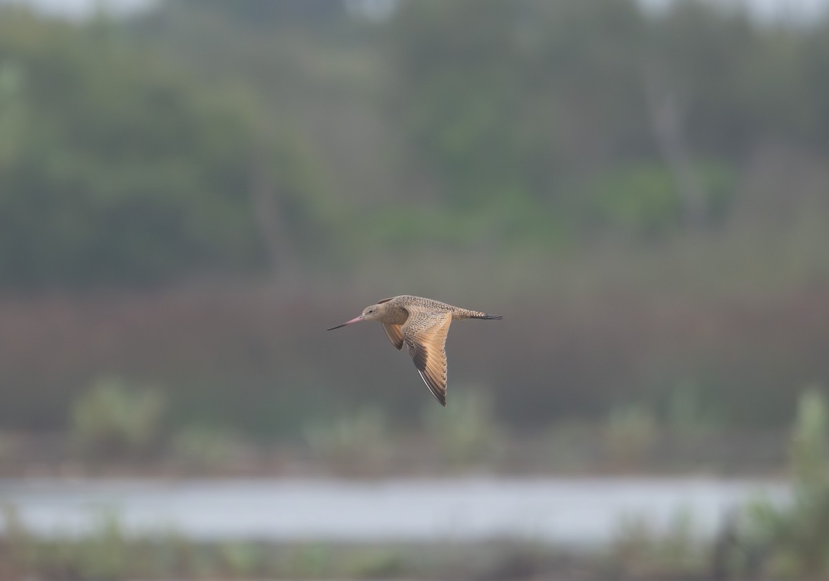 Marbled Godwit - ML624392006