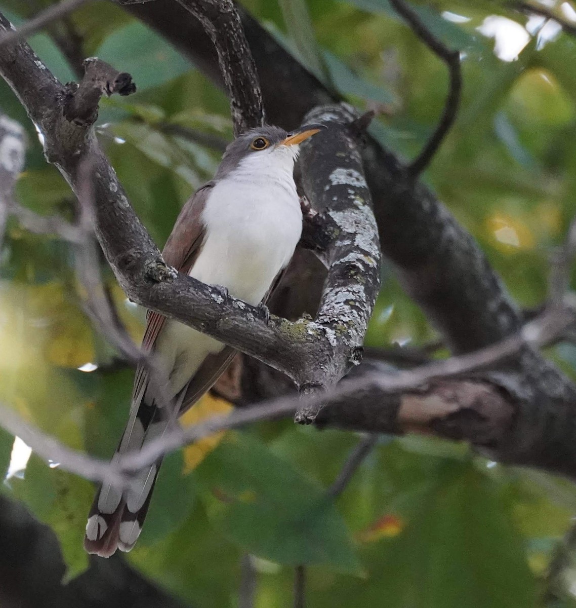 Yellow-billed Cuckoo - ML624392140