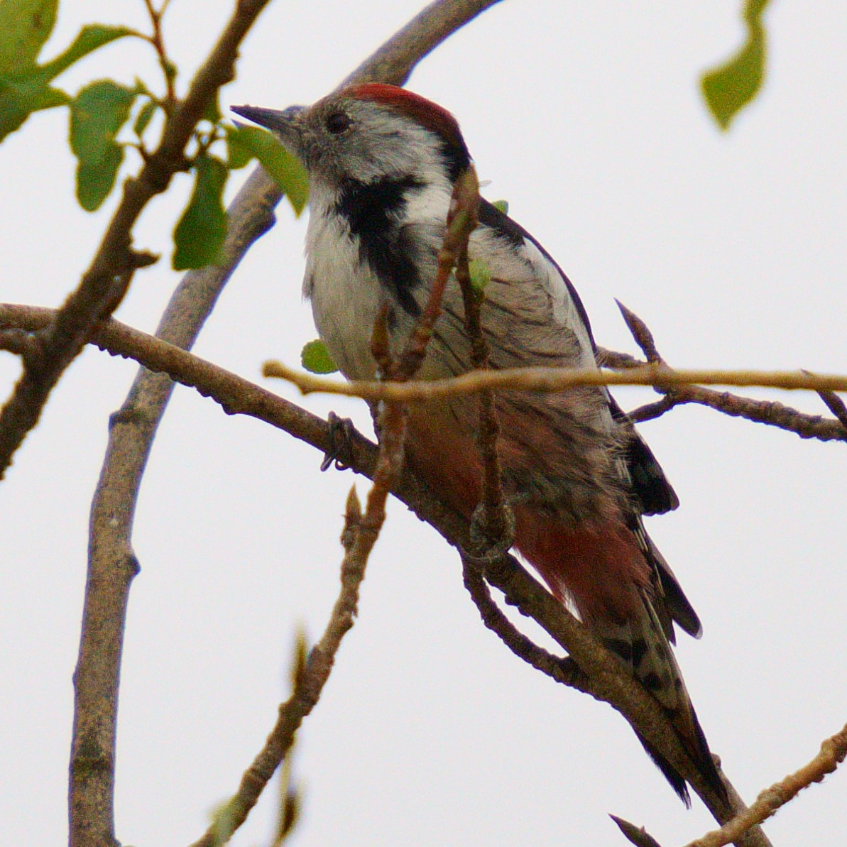 strakapoud prostřední - ML624392167