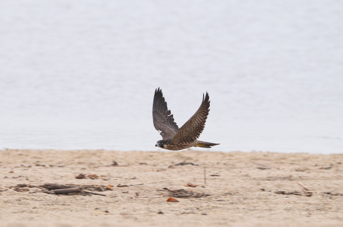 遊隼 - ML624392199