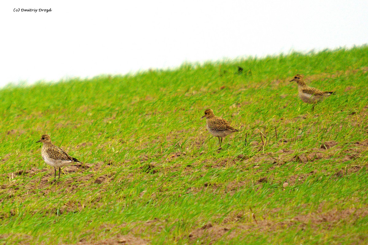 kulík zlatý - ML624392249