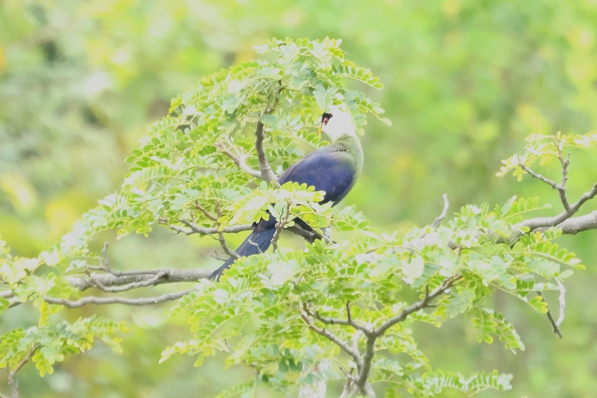 White-crested Turaco - ML624392406