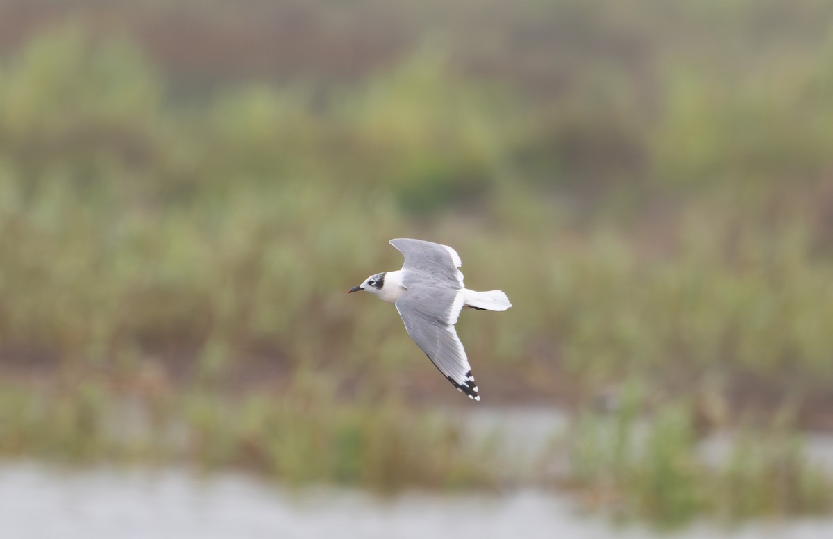 弗氏鷗 - ML624392420