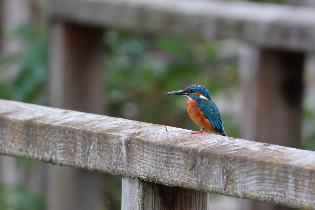 Common Kingfisher - ML624392495