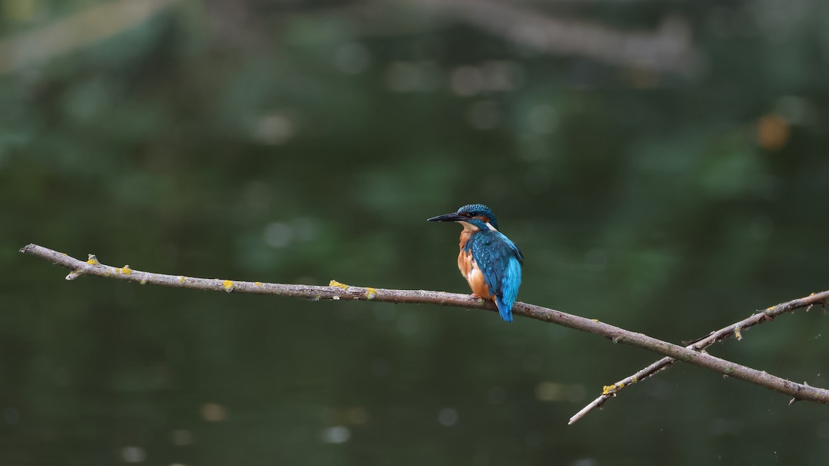 Common Kingfisher - ML624392496