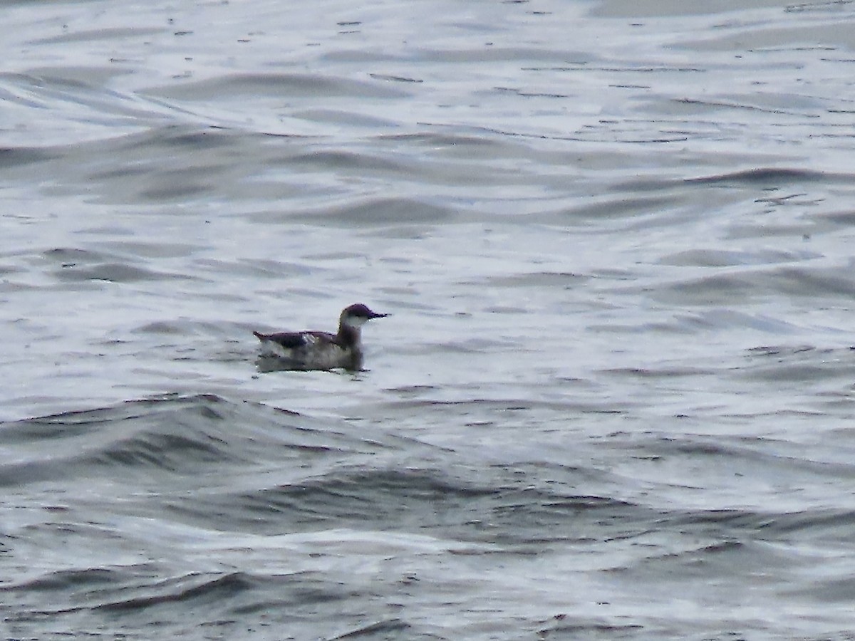 Guillemot à miroir - ML624392585