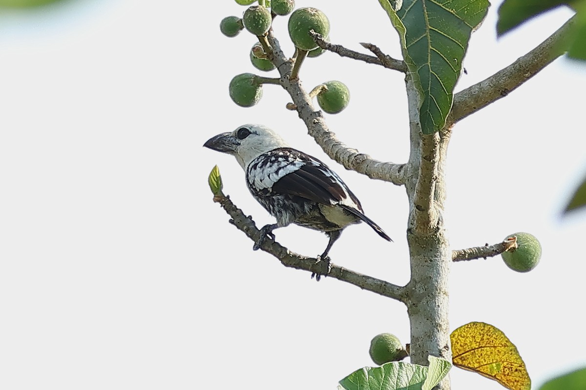 White-headed Barbet - Anne-Marie Harris