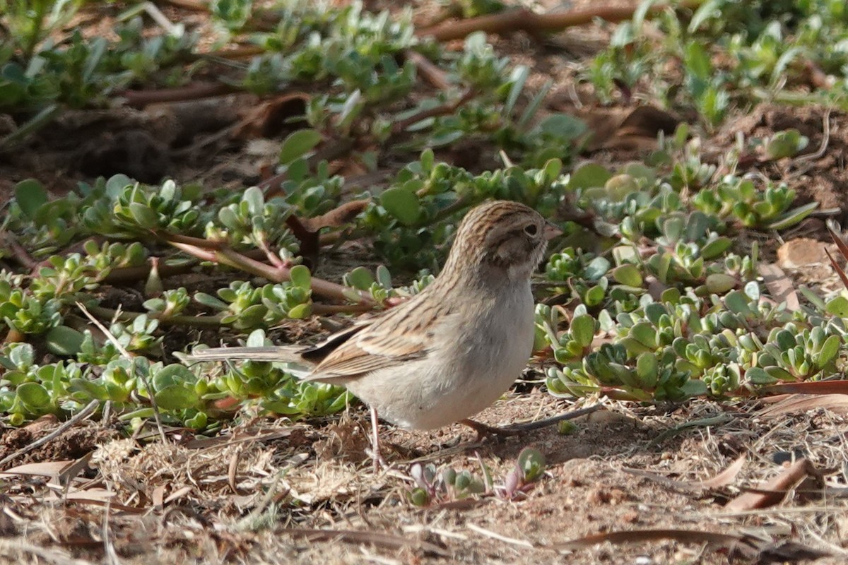 Brewer's Sparrow - ML624392604