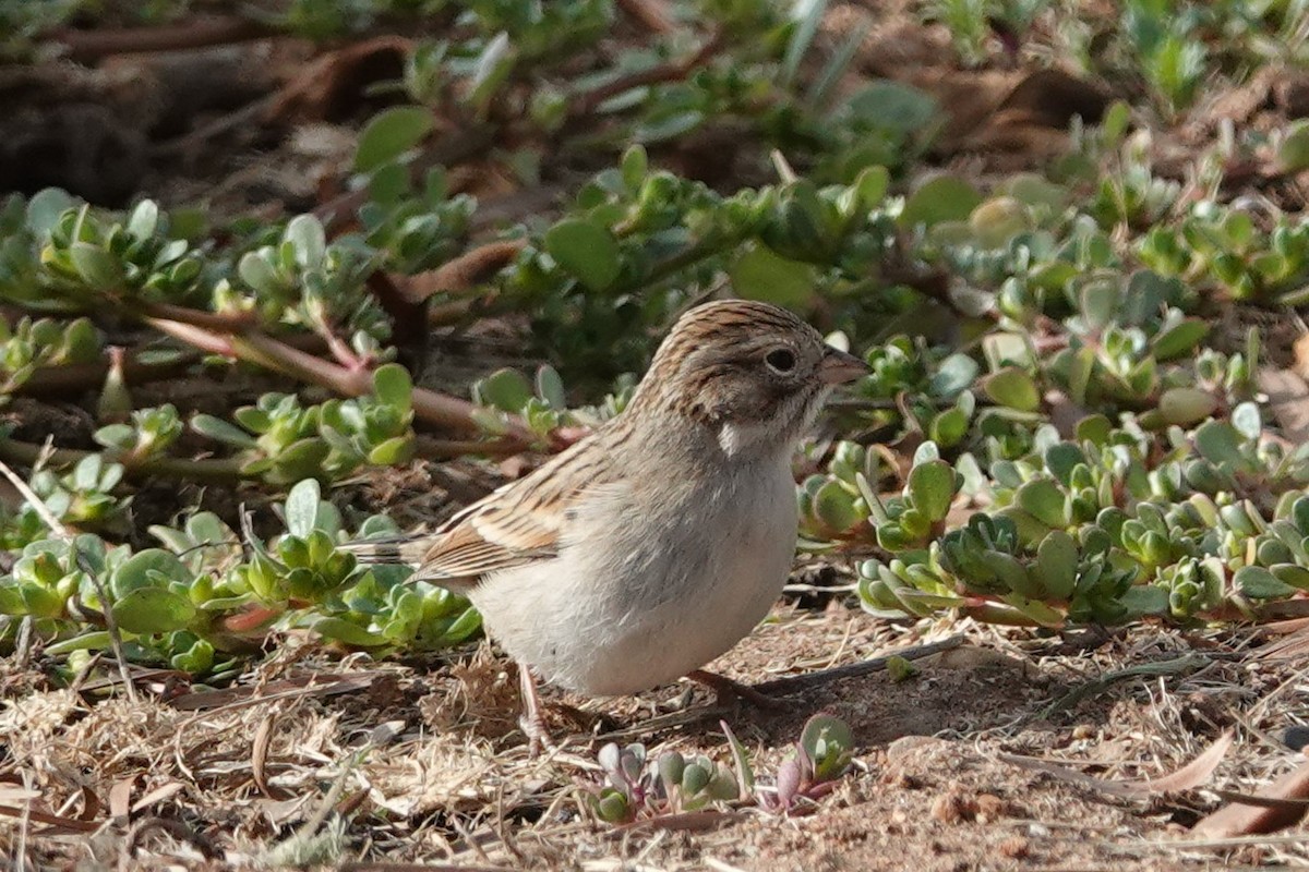 Brewer's Sparrow - ML624392605