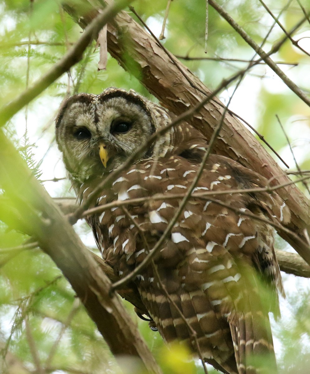 Barred Owl - ML624392615