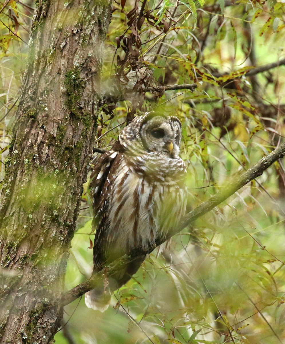 Barred Owl - ML624392616
