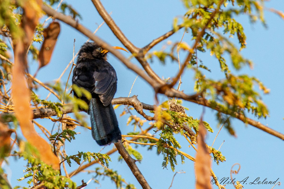 Abyssinian Scimitarbill - ML624392623