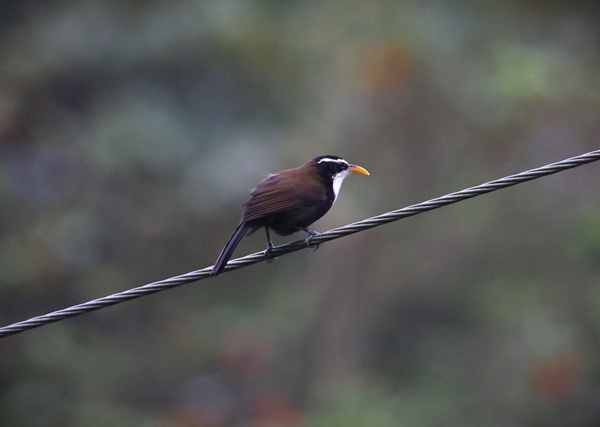 Indian Scimitar-Babbler - ML624392666