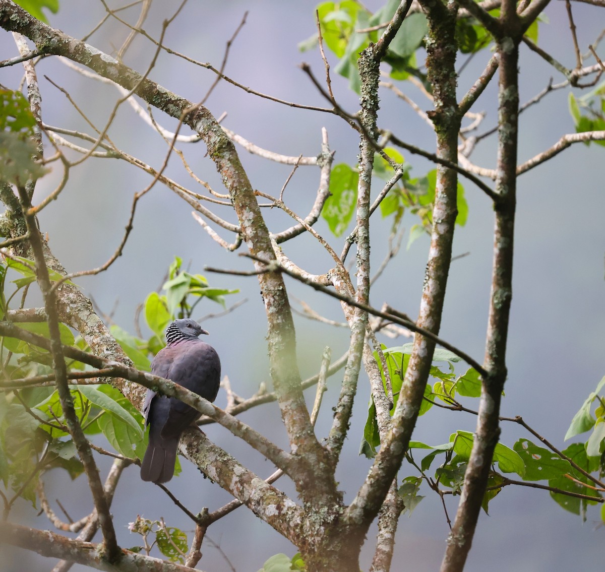 Nilgiri Wood-Pigeon - ML624392724