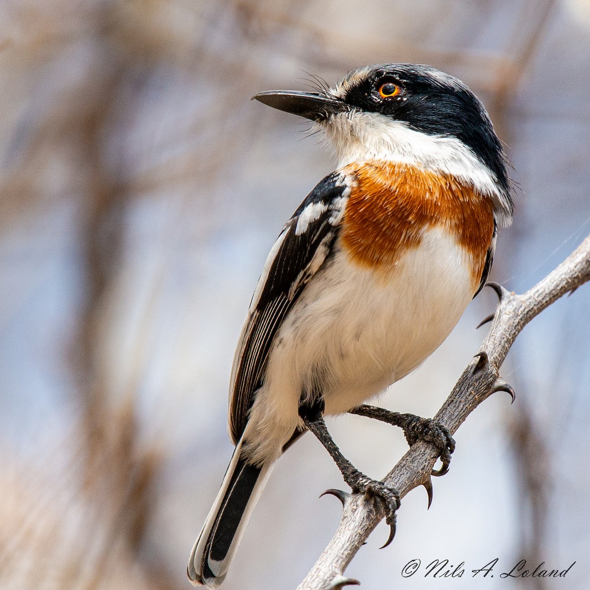 Pygmy Batis - ML624392742