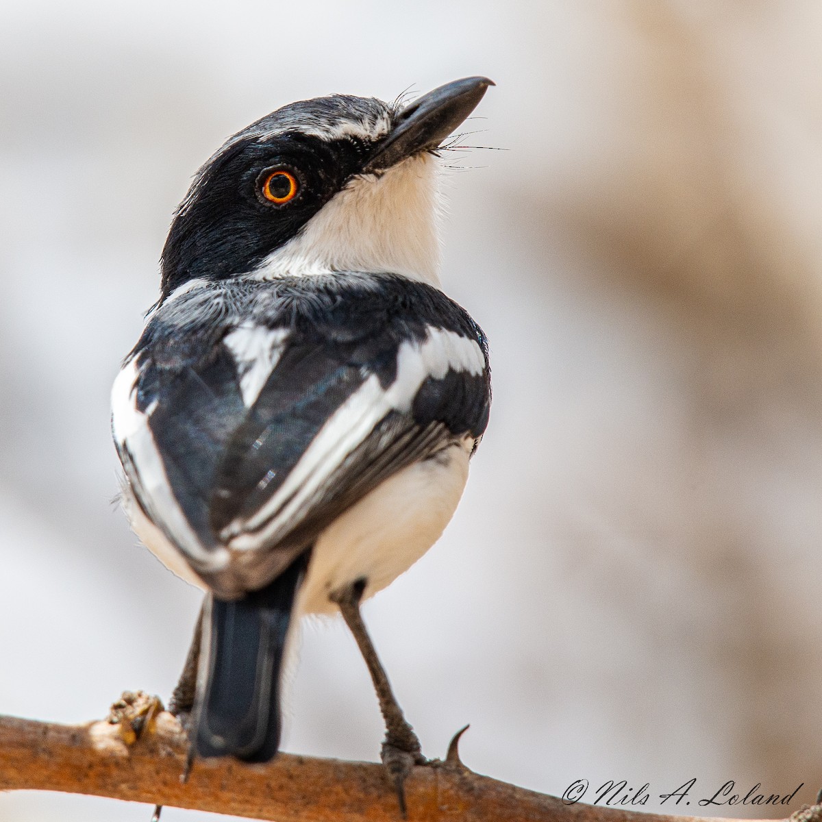 Pygmy Batis - ML624392743