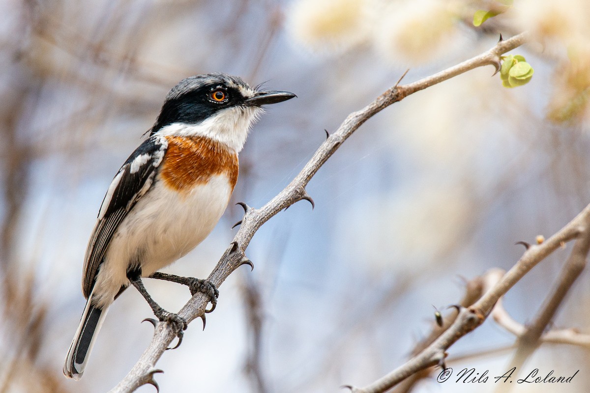 Pygmy Batis - ML624392744