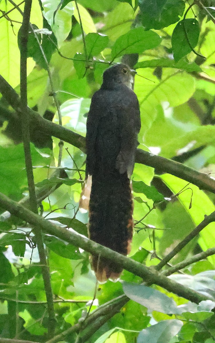 Dusky Long-tailed Cuckoo - Anne-Marie Harris