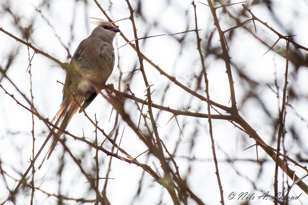 Blue-naped Mousebird - ML624392894