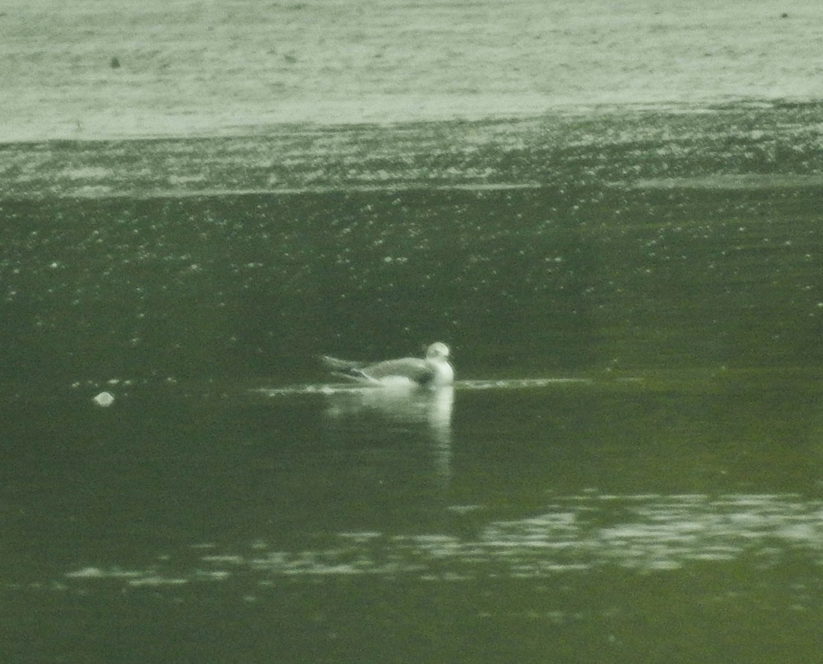 Schwalbenmöwe - ML624393027