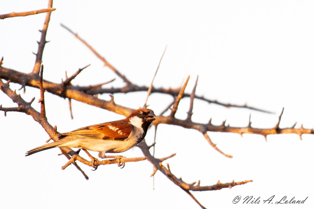 Somali Sparrow - ML624393093