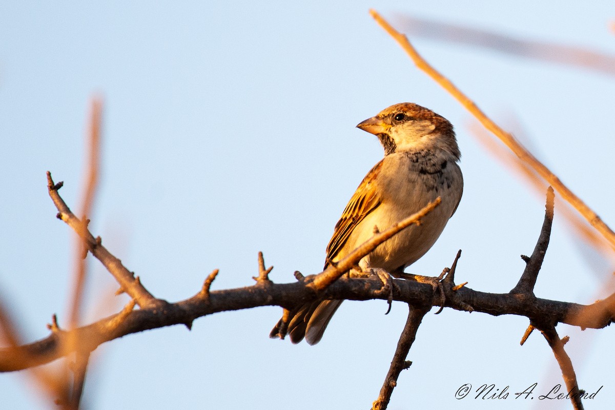 Somali Sparrow - ML624393095