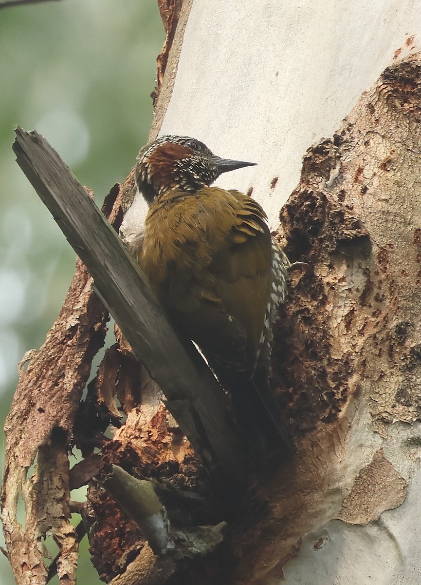 Brown-eared Woodpecker - ML624393116