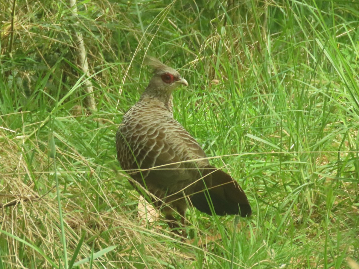 Kalij Pheasant - Bob Hargis