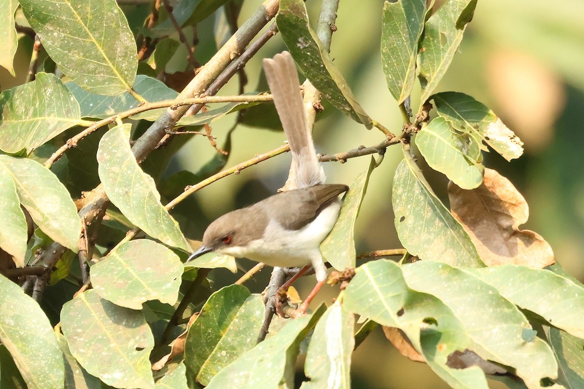 Buff-throated Apalis - ML624393163