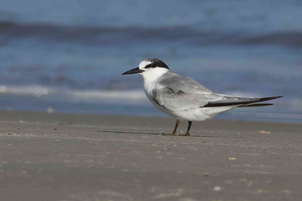 Least Tern - ML624393240