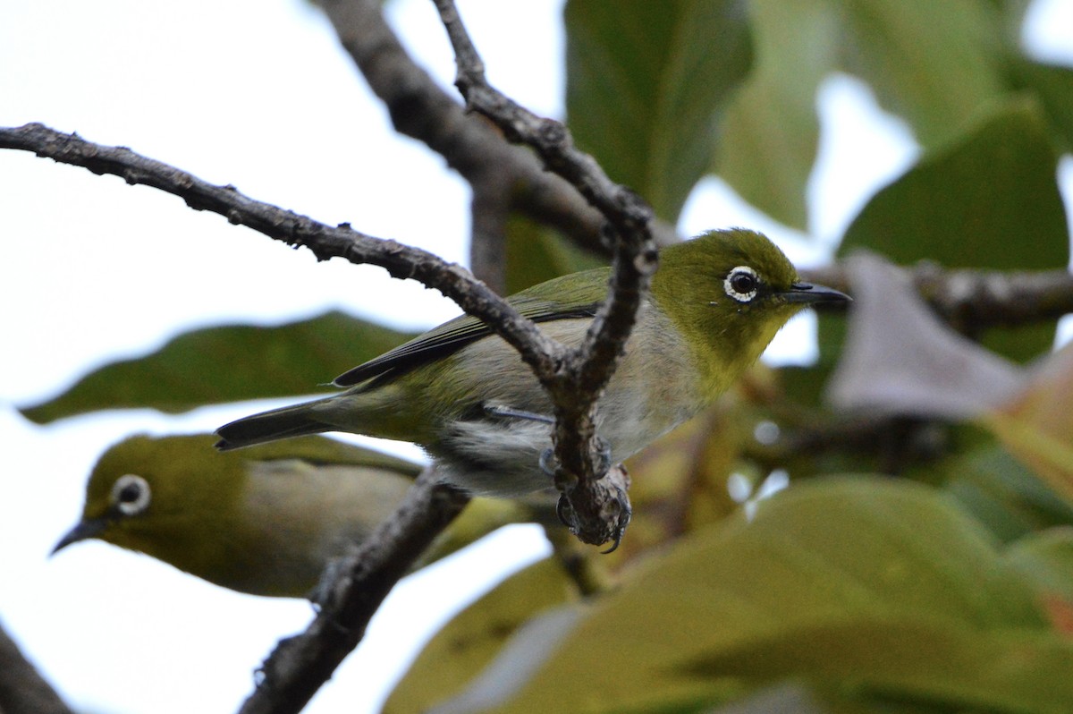 Warbling White-eye - ML624393313