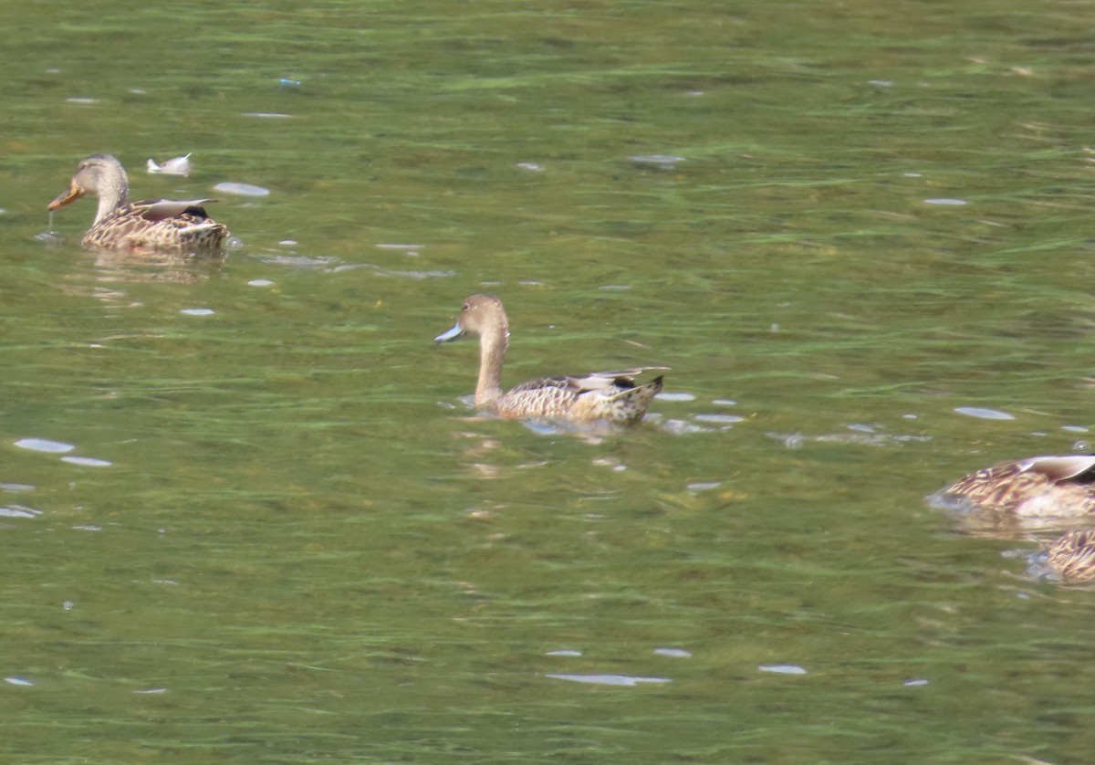 Northern Pintail - ML624393341