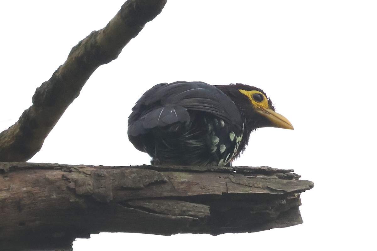 Yellow-billed Barbet - ML624393505