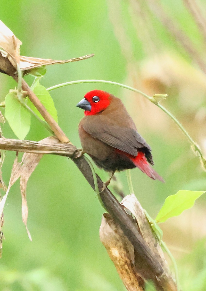 Black-bellied Seedcracker - ML624393525