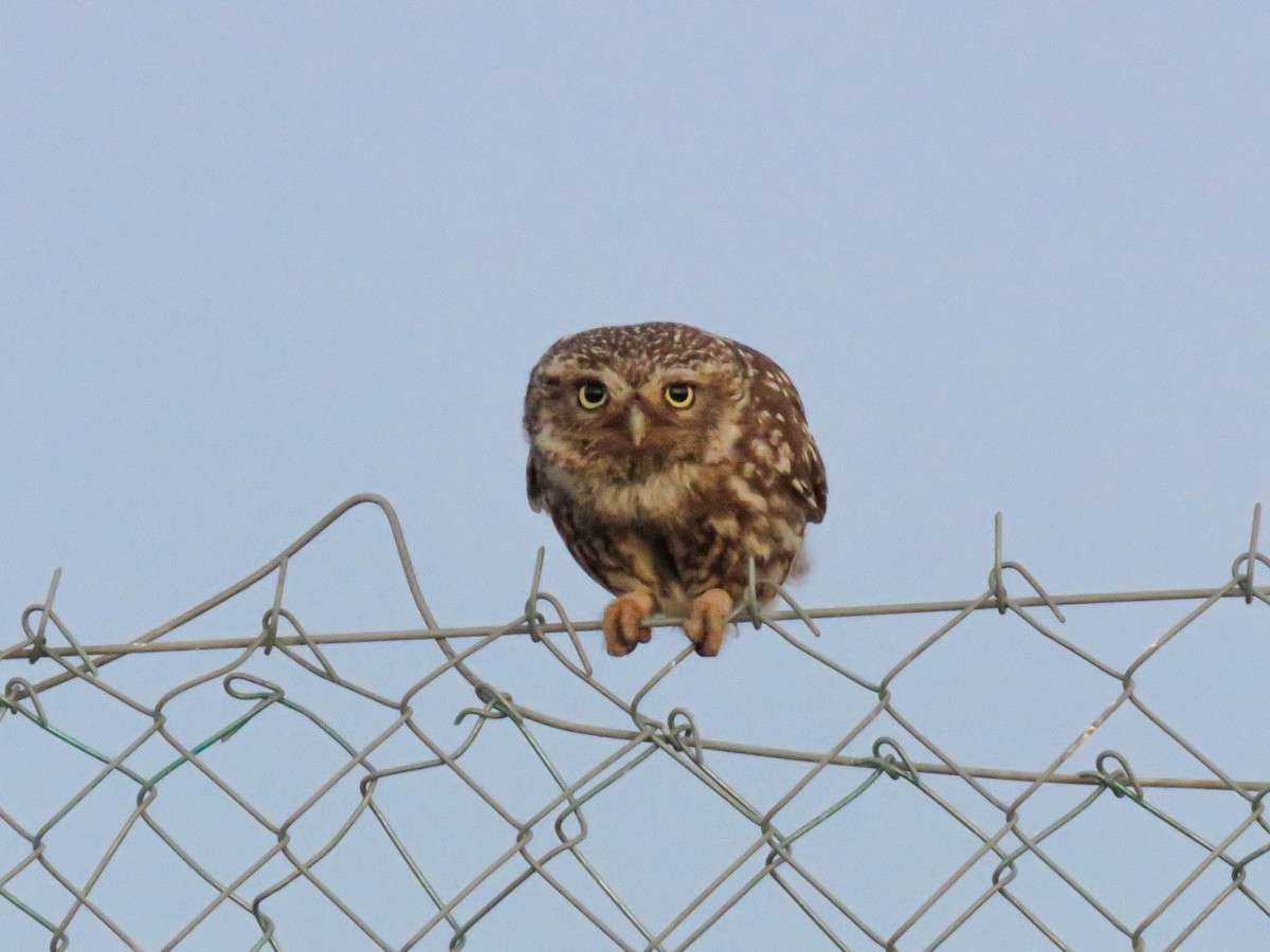 Little Owl - ML624393624