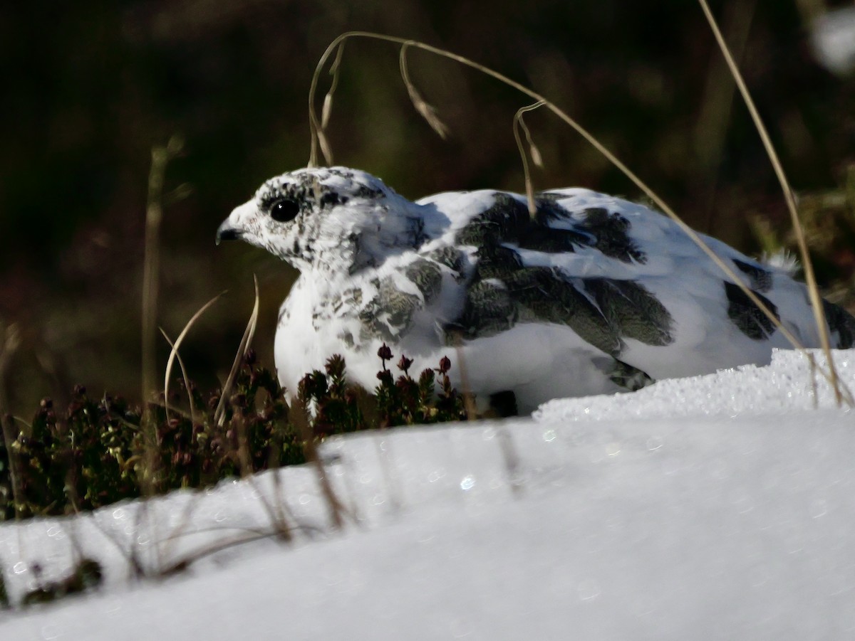 White-tailed Ptarmigan - ML624393664