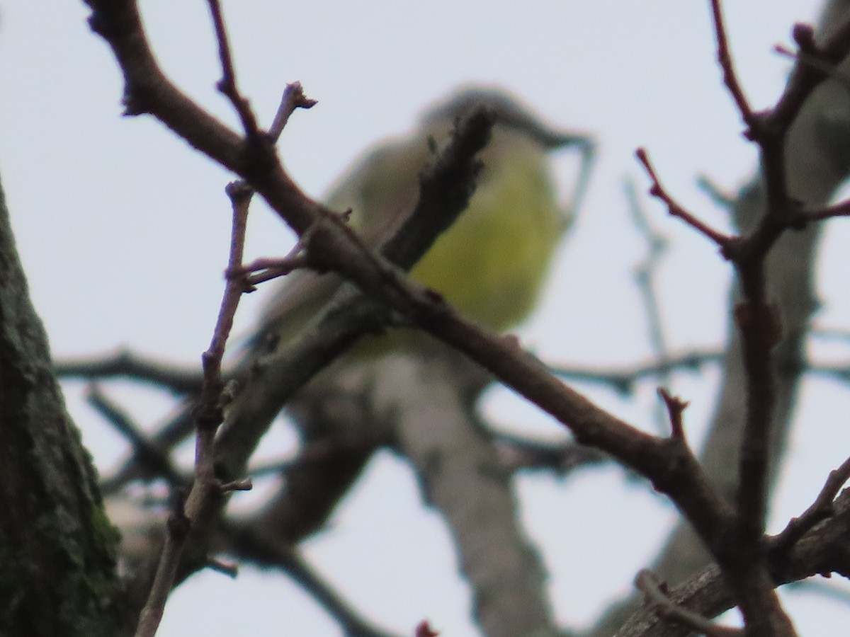 Western Kingbird - ML624393737