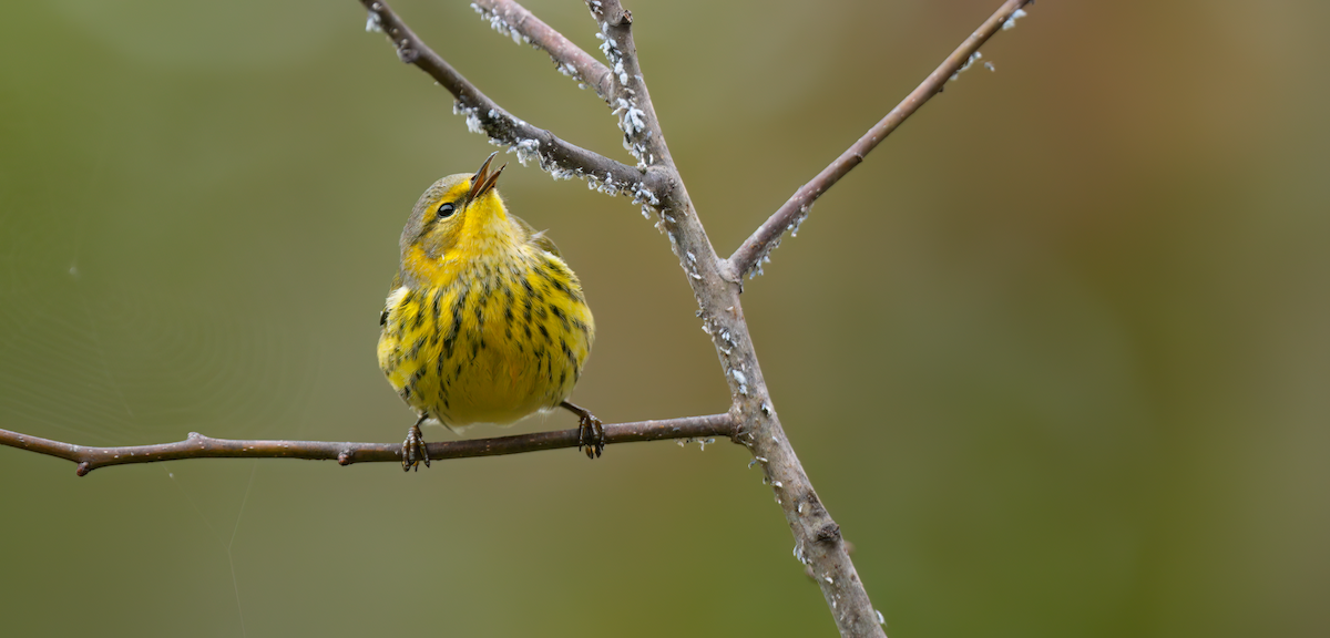 Cape May Warbler - ML624393844