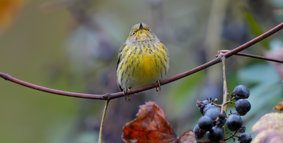 Cape May Warbler - ML624393847