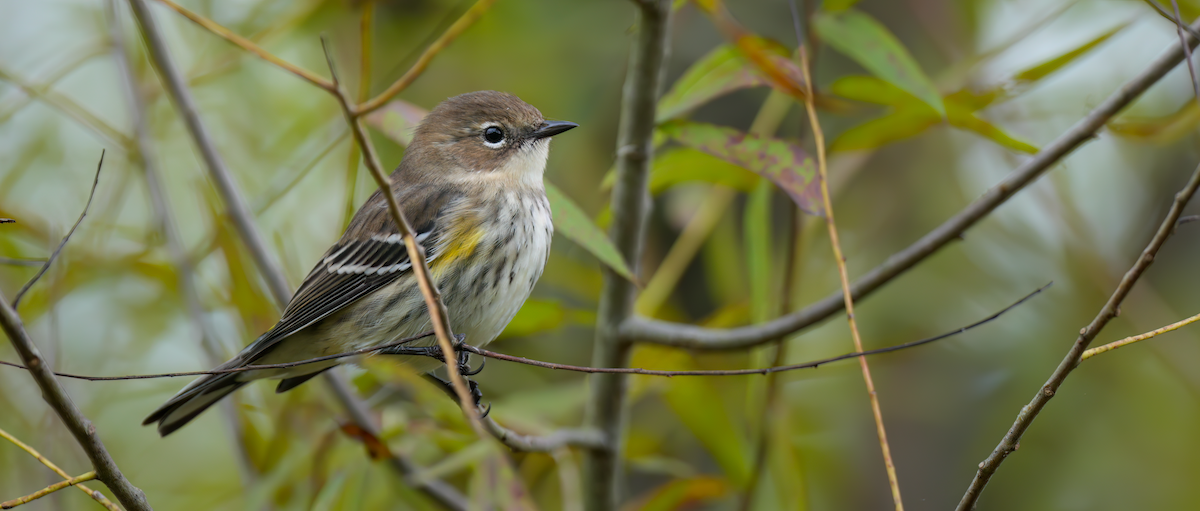 Yellow-rumped Warbler - ML624393860