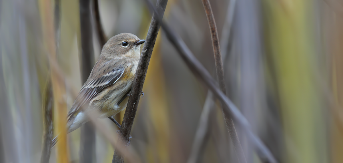 Yellow-rumped Warbler - ML624393869