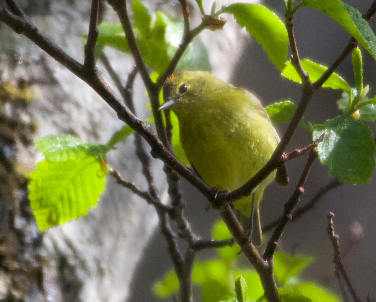 Orange-crowned Warbler (lutescens) - ML624393969