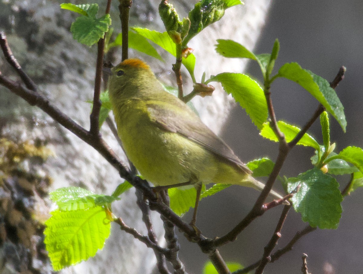 Orange-crowned Warbler (lutescens) - ML624393970