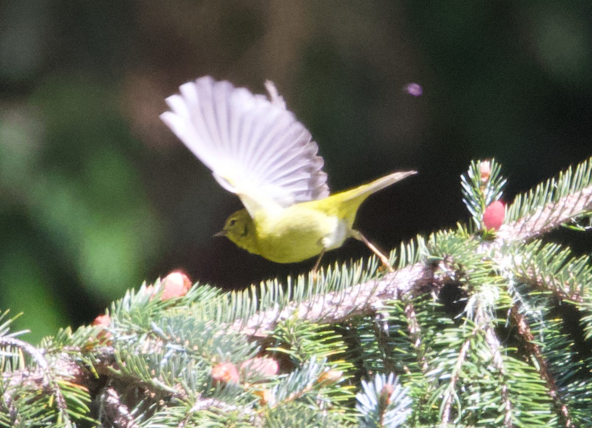 Orange-crowned Warbler (lutescens) - ML624393971