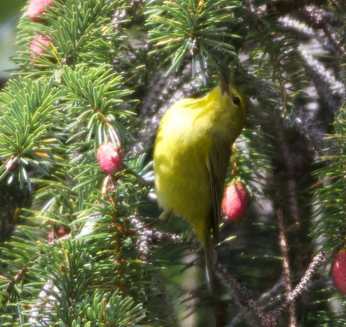 Orange-crowned Warbler (lutescens) - ML624393972