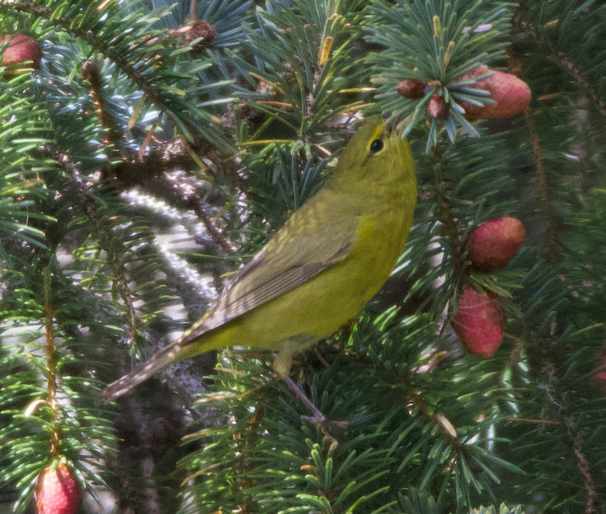 Orange-crowned Warbler (lutescens) - ML624393973
