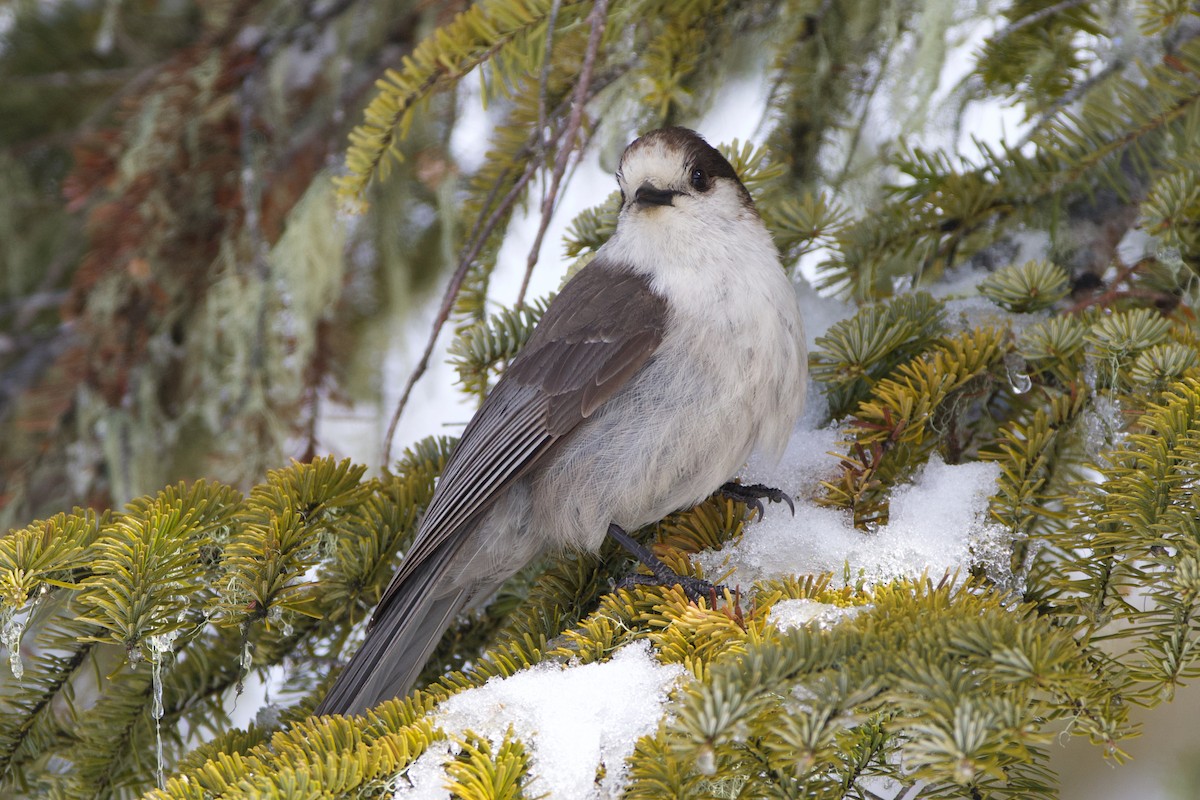 Canada Jay - ML624394020