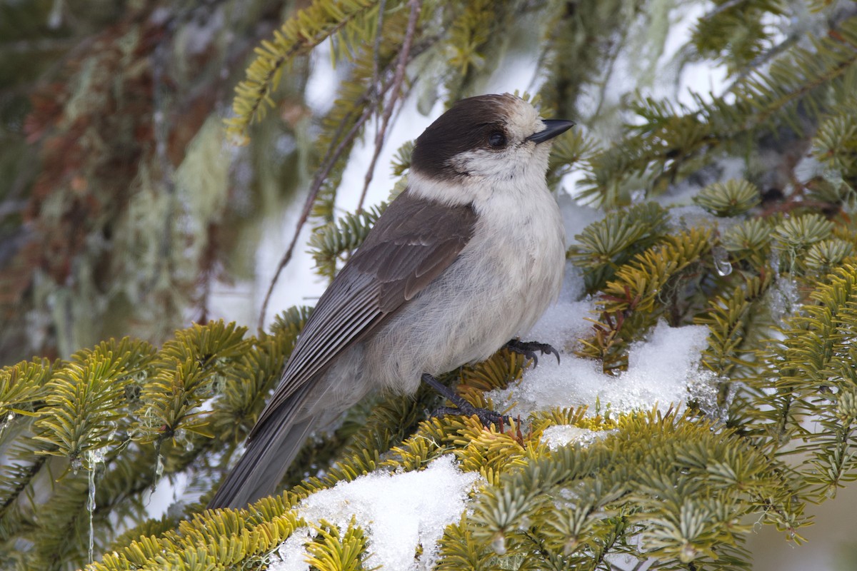 Canada Jay - ML624394022