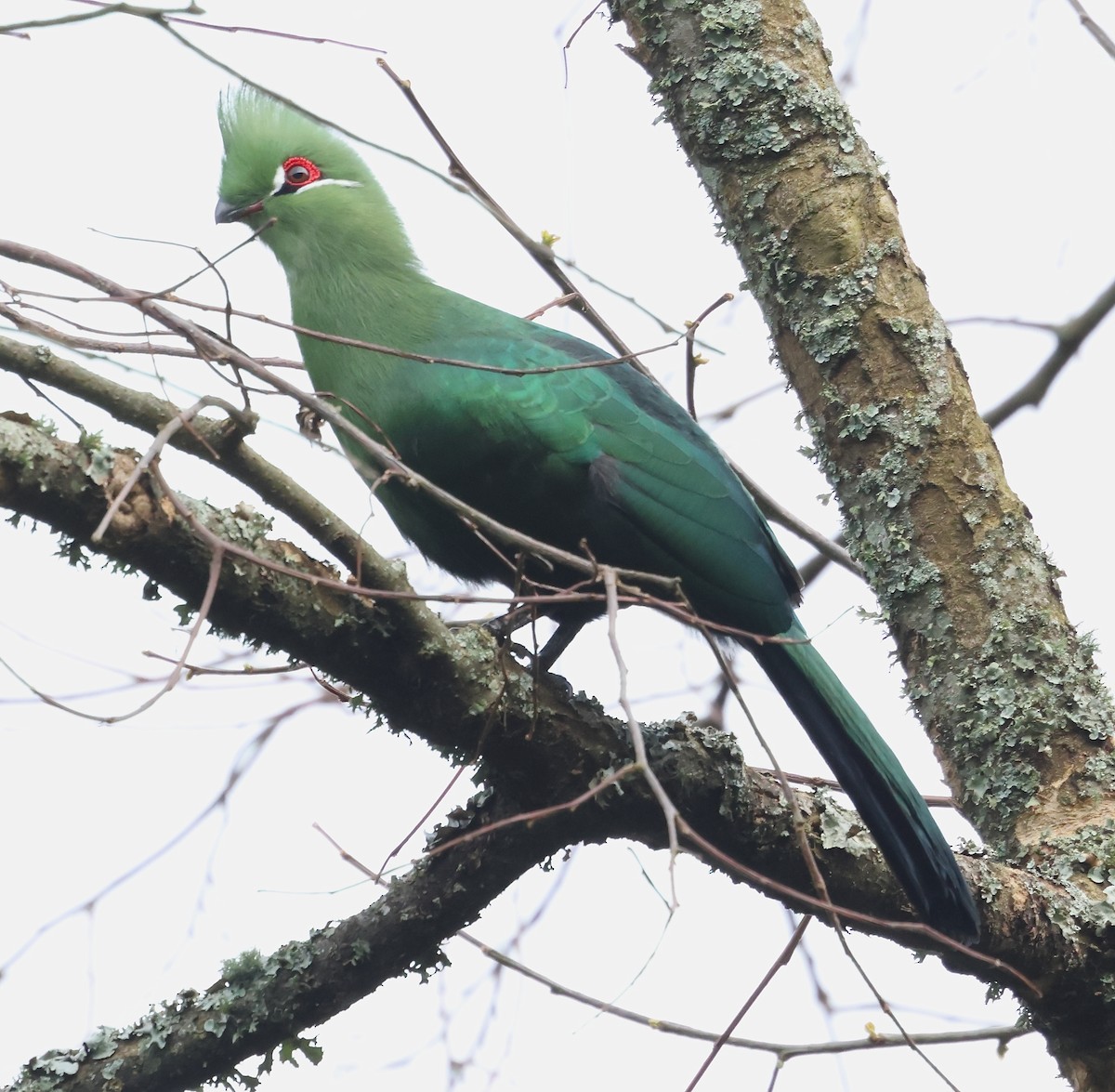 Black-billed Turaco (Green-rumped) - ML624394121