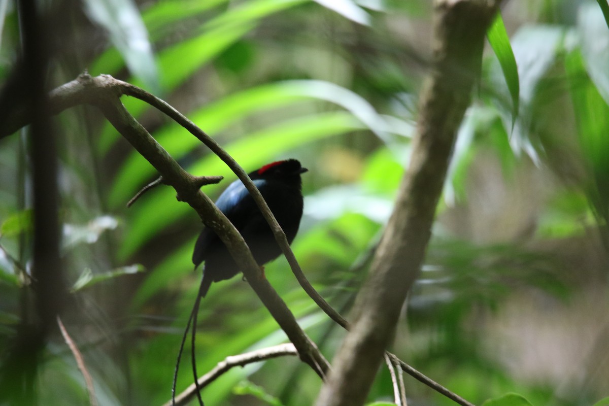 Long-tailed Manakin - ML624394164